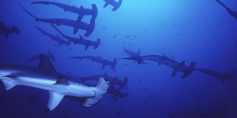 scalloped hammerhead Sphyrna lewini school