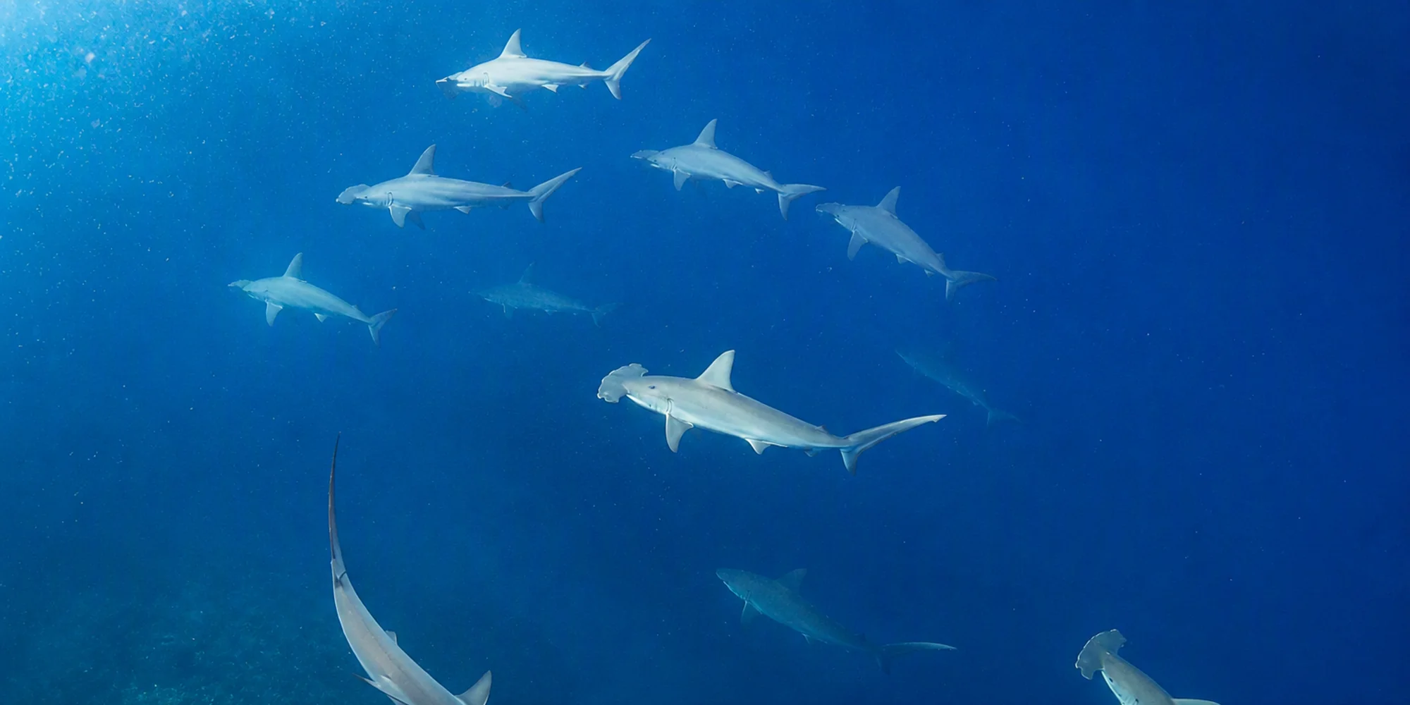 Bogenstirn Hammerhai Sphyrna lewini Schule im Blauwasser