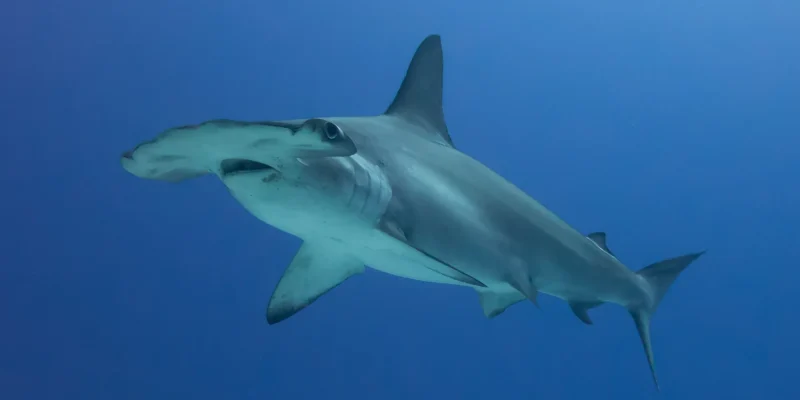 Bogenstirn Hammerhai Sphyrna lewini im Blauwasser vor Costa Rica Cocos Island