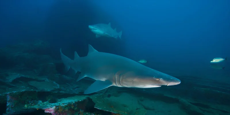 Carcharias taurus sandtigerhai über grund