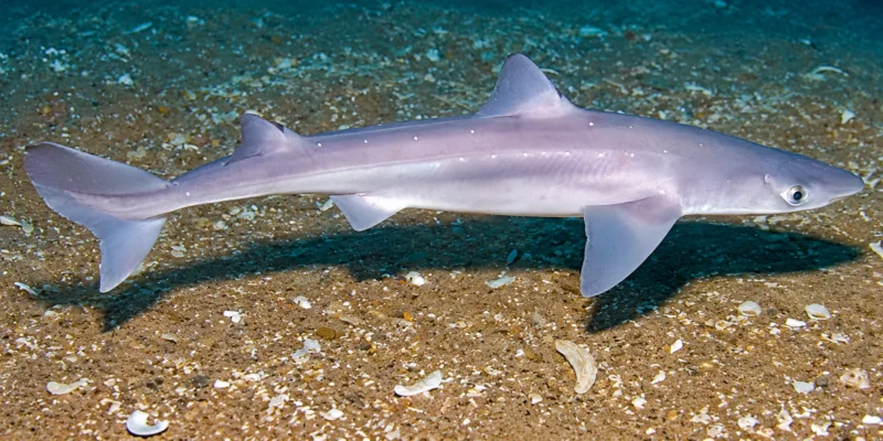 Dornhai Squalus acanthias über Sand