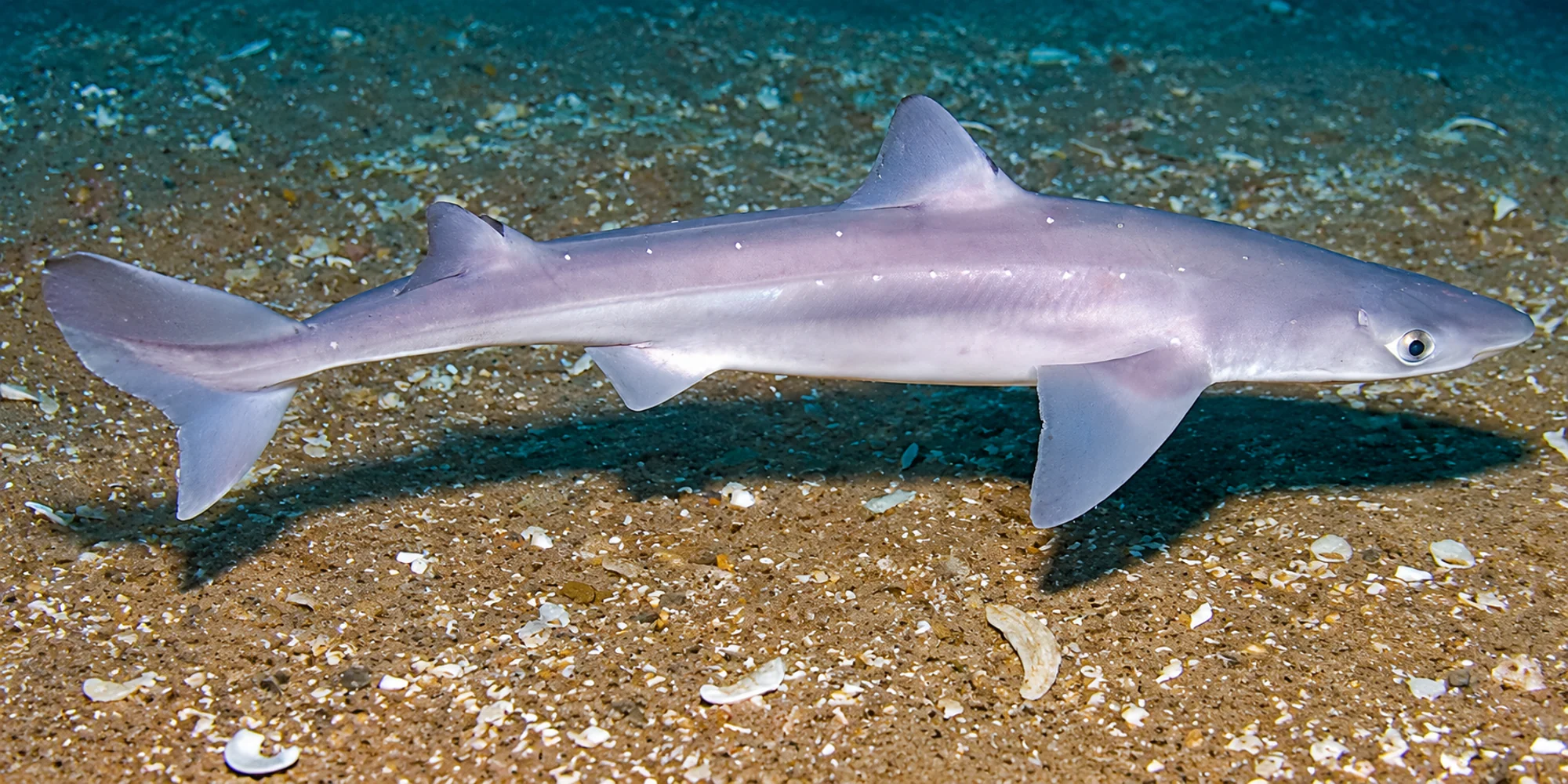 Dornhai Squalus acanthias über Sand