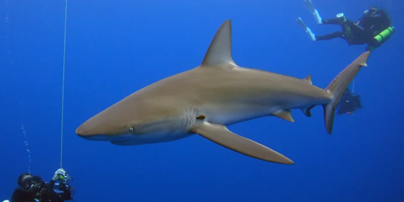 Galapagoshai Carcharhinus galapagensis