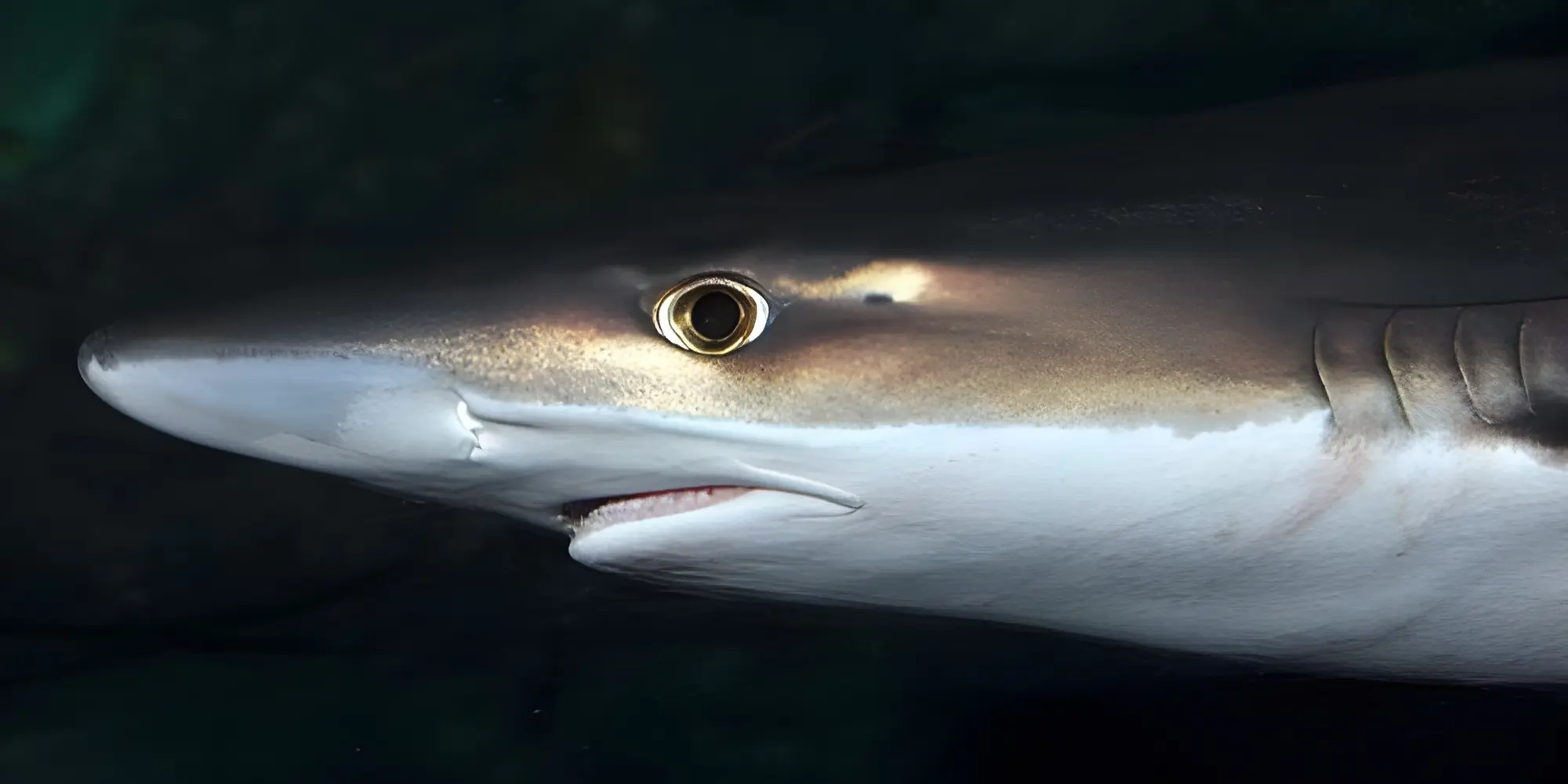 Hundshai galeorhinus galeus kopf