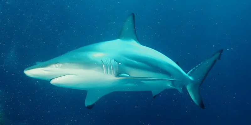 Kleine Schwarzspitzenhai Carcharhinus limbatus