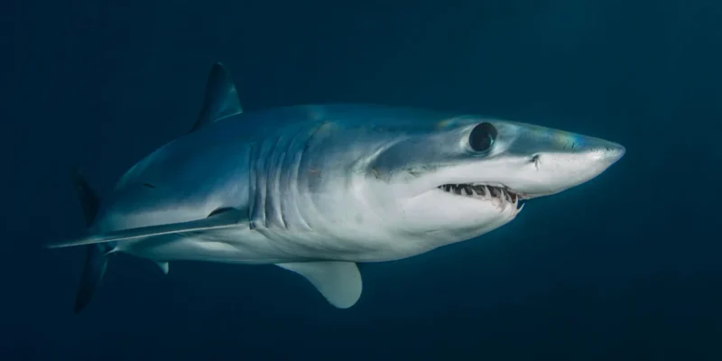 Kurzflossen mako isurus oxyrinchus