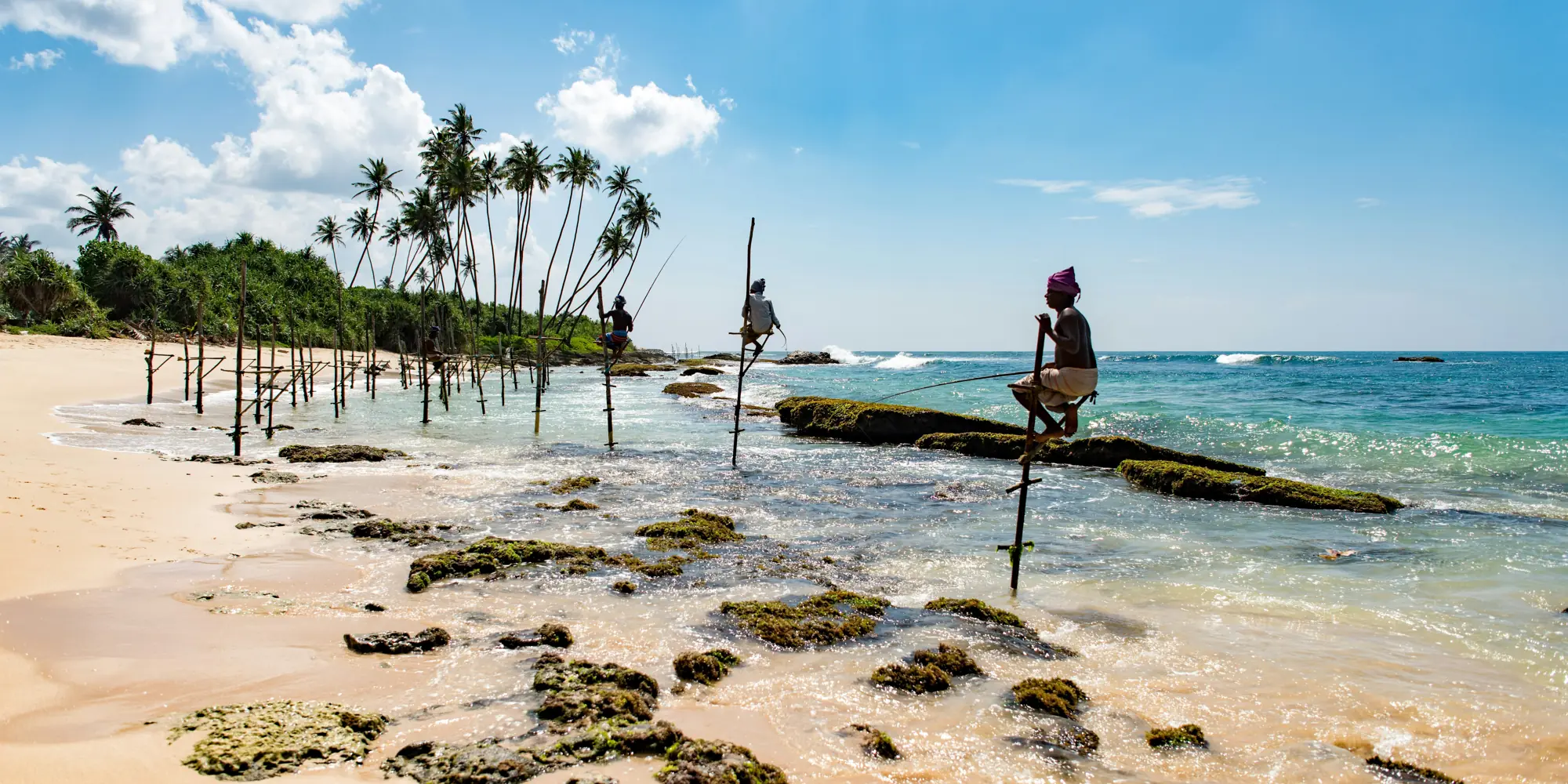 Mirissa Beach, Sri Lanka: diving with sharks, beach with palm trees