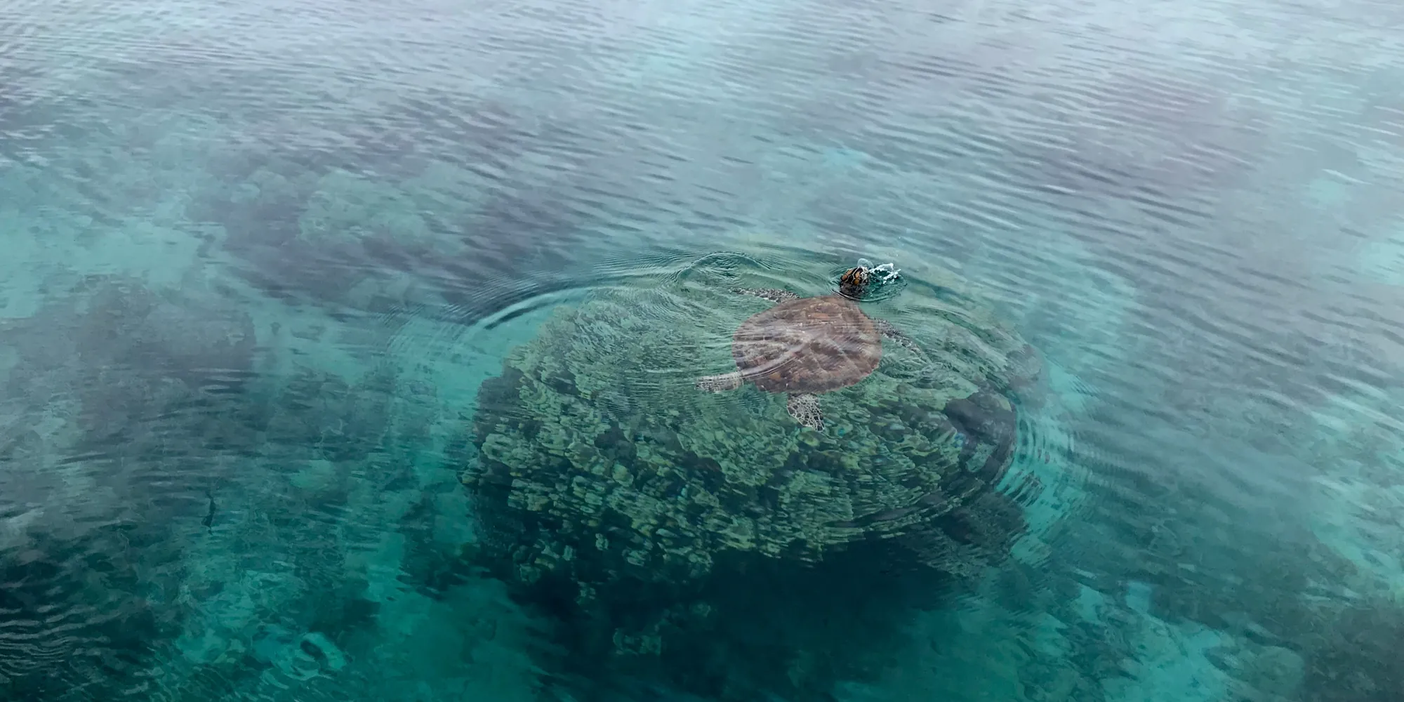 新喀里多尼亚海龟在海面上