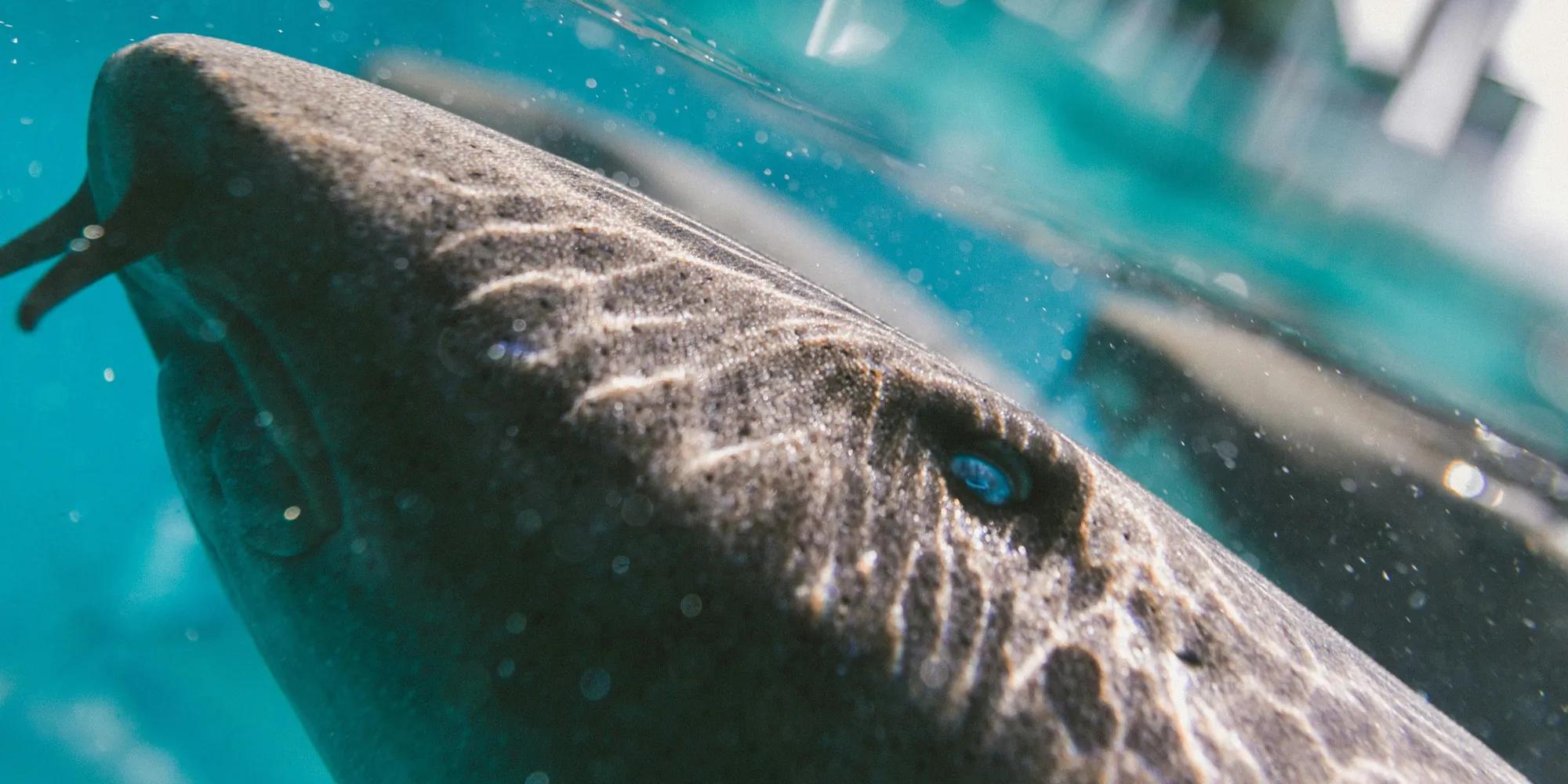 Pazifischer Ammenhai Ginglymostoma unami vor Hawaii im pazifischen Ozean