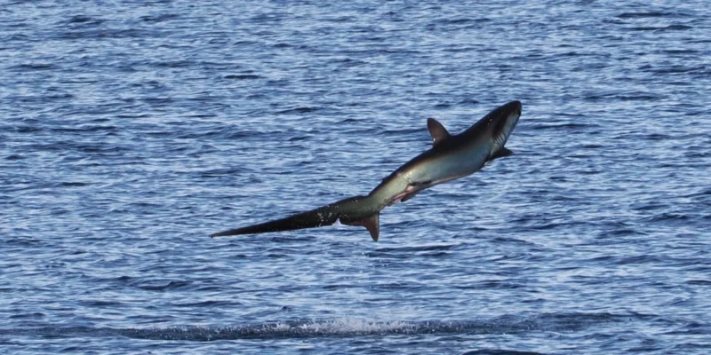 Pazifischer Fuchshai Alopias pelagicus springt aus dem Wasser