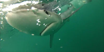 Prionace glauca blue shark under the water surface
