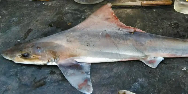 Sailback houndshark rediscovered after 50 years