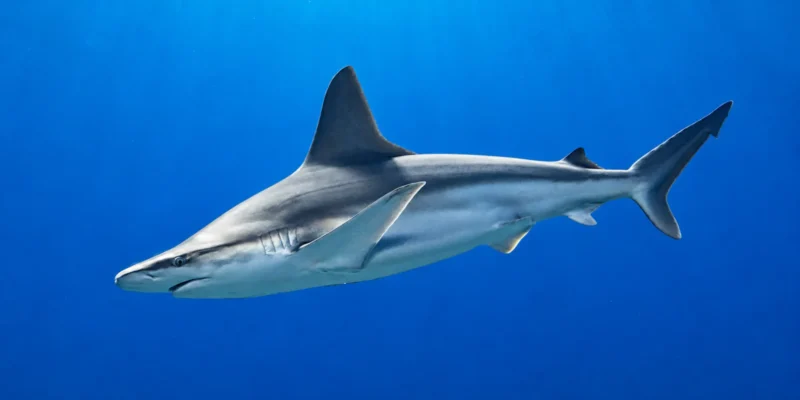 Sandbankhai Carcharhinus plumbeus im Blauwasser