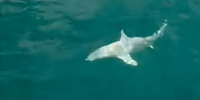 Schwarzspitzenriffhai Albino an der Angel vor Florida