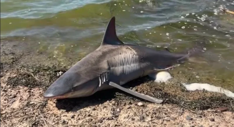 Schwrzhai tot in lagune sardinien italien mittelmeer