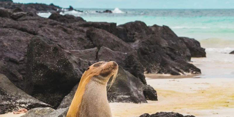 Seelöwe am Strand auf Santa Fe Galapagos