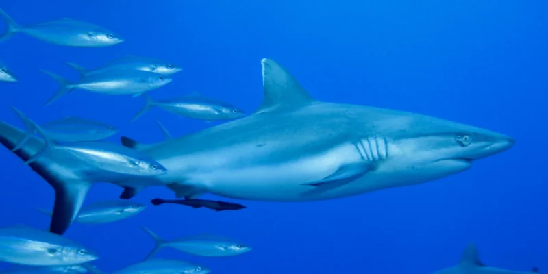 Silberspitzenhai Carcharhinus albimarginatus im Blauwasser mit Fischen