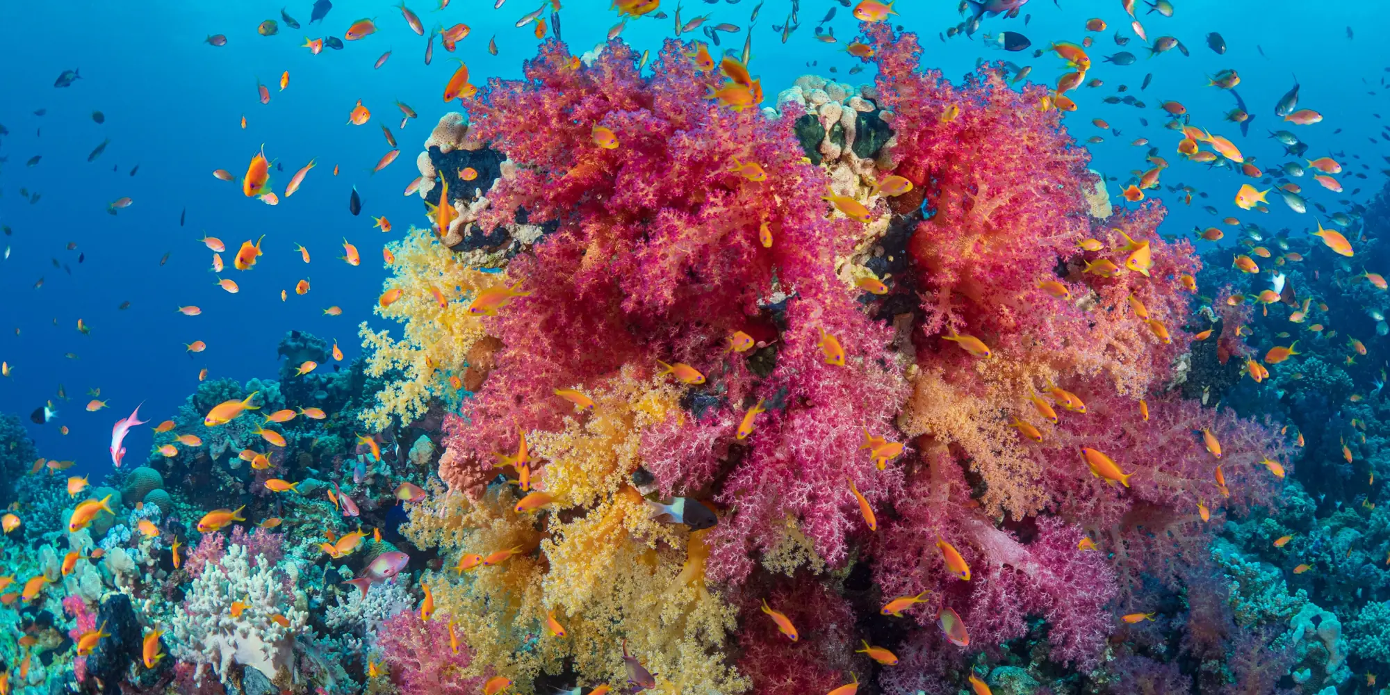 Diving with sharks in Egypt: colourful coral reef