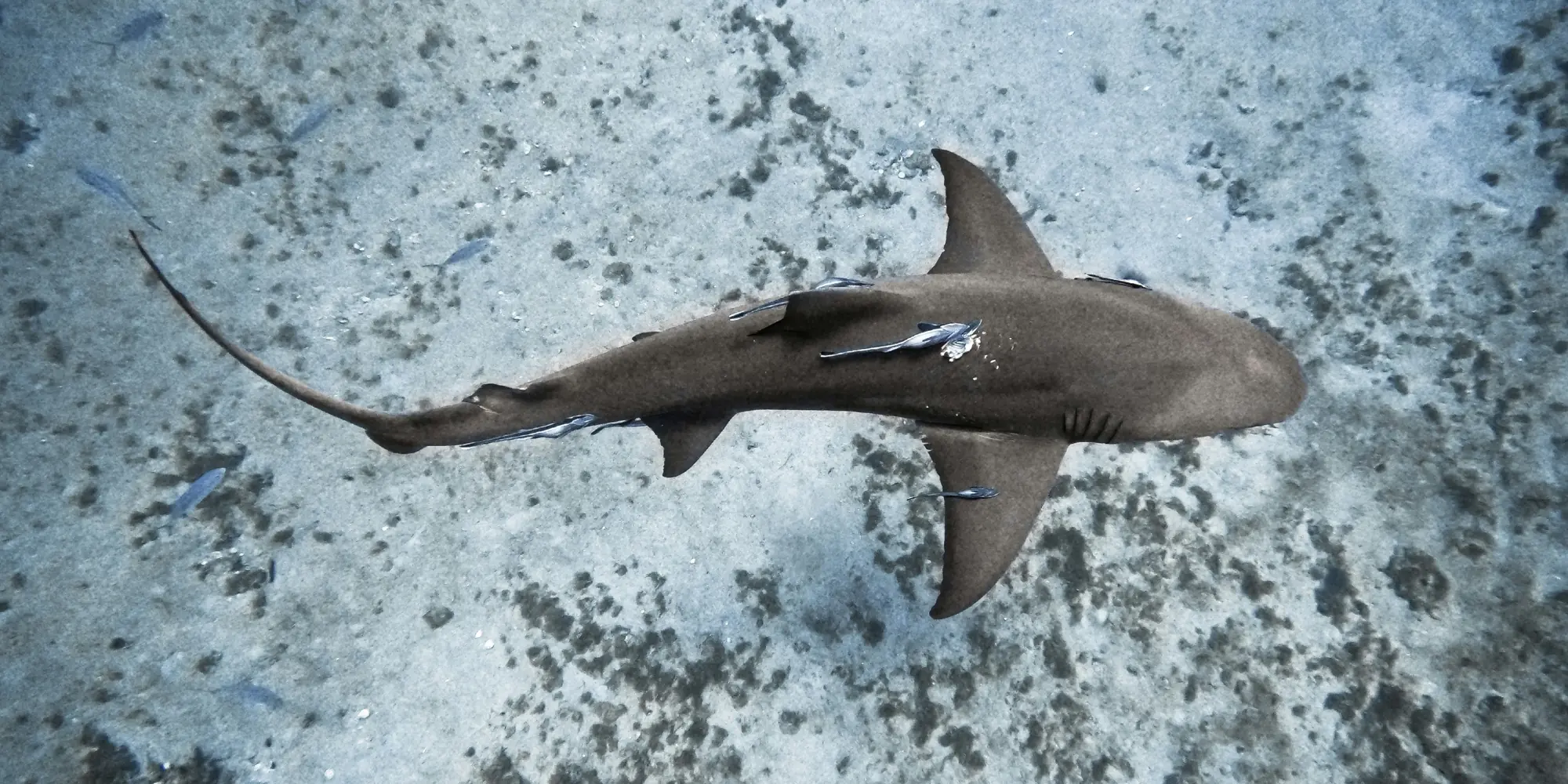 Diving with sharks in the USA, America