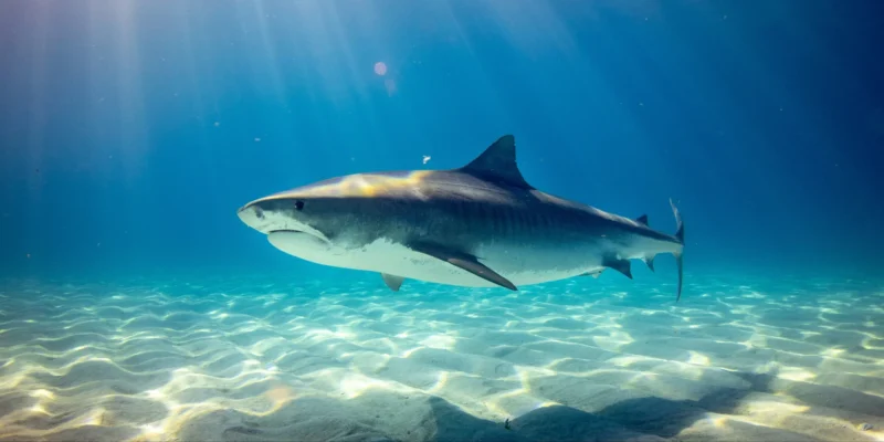Tigerhai galeocerdo cuvier im blau über sand