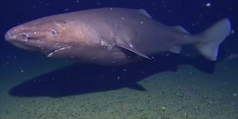 Unknown sleeper shark in Antarctica