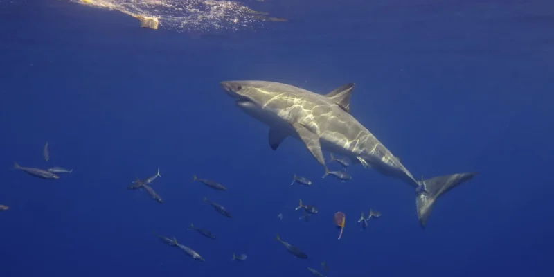 Great white shark (Carcharodon carcharias) from the side swimming towards the bait
