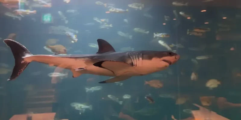 Weißer Hai im Aquarium in Südkorea