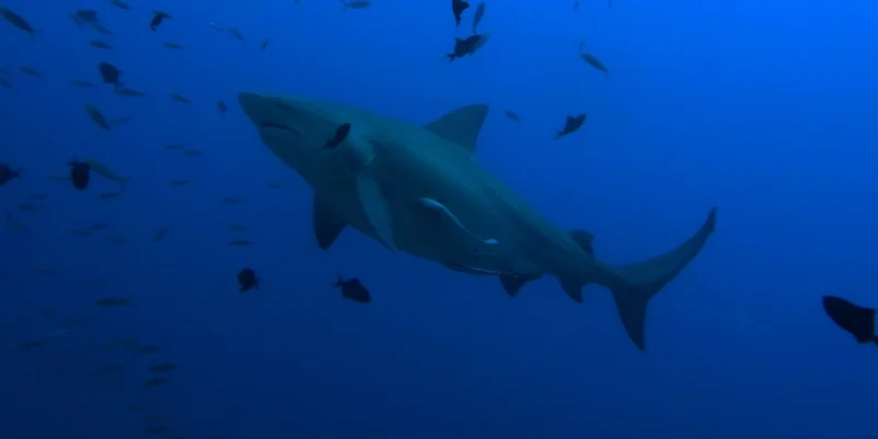 Bull shark Carcharhinus leucas in blue water