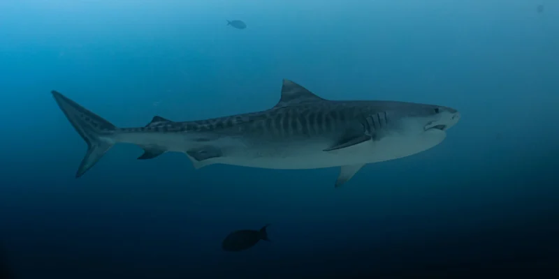 Young tiger shark from the side Galeocerdo cuvier