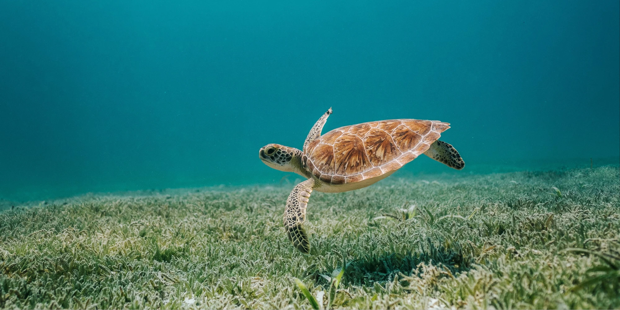Meeresschildkröte schwimmt im Meer vor Aruba