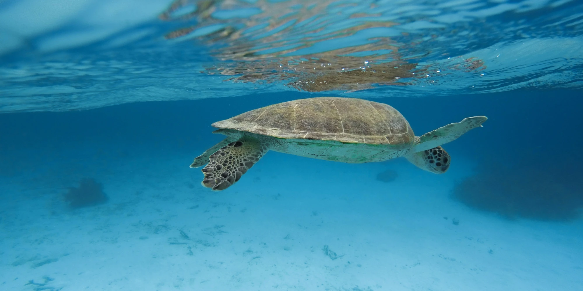 Tortuga marina nadando bajo la superficie frente a Bonaire