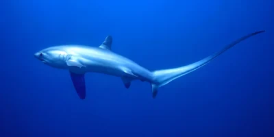 Pelagic thresher shark Alopias pelagicus in blue water