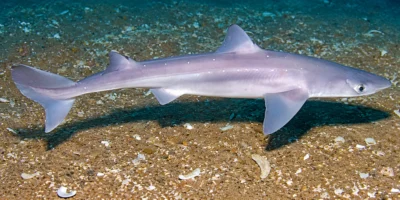 Spiny dogfish Squalus acanthias over sand