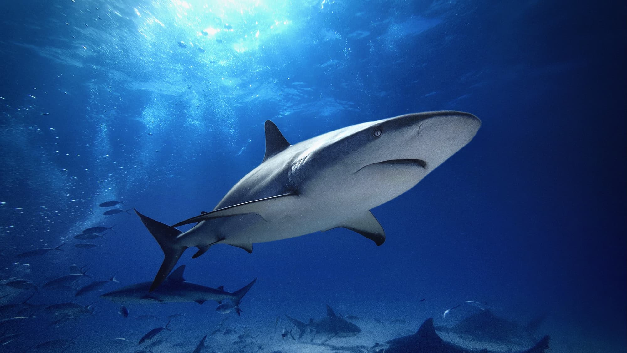 Karibischer riffhai carcharhinus perezii bahamas