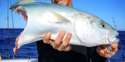 Angler hält von Hai angebissenen Fisch