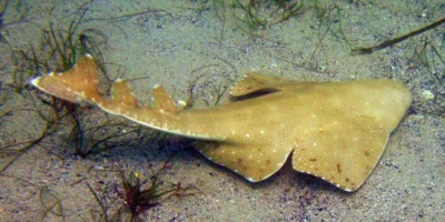 Australischer Engelhai Squatina australis schwimmt am Meeresboden