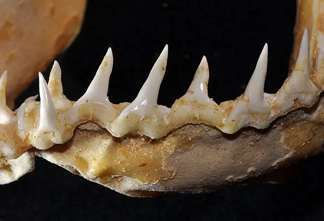Blauhai - Prionace glauca Unterkiefer Gebiss Zähne Blauhai prionace glauca unterkiefer gebiss zähne
