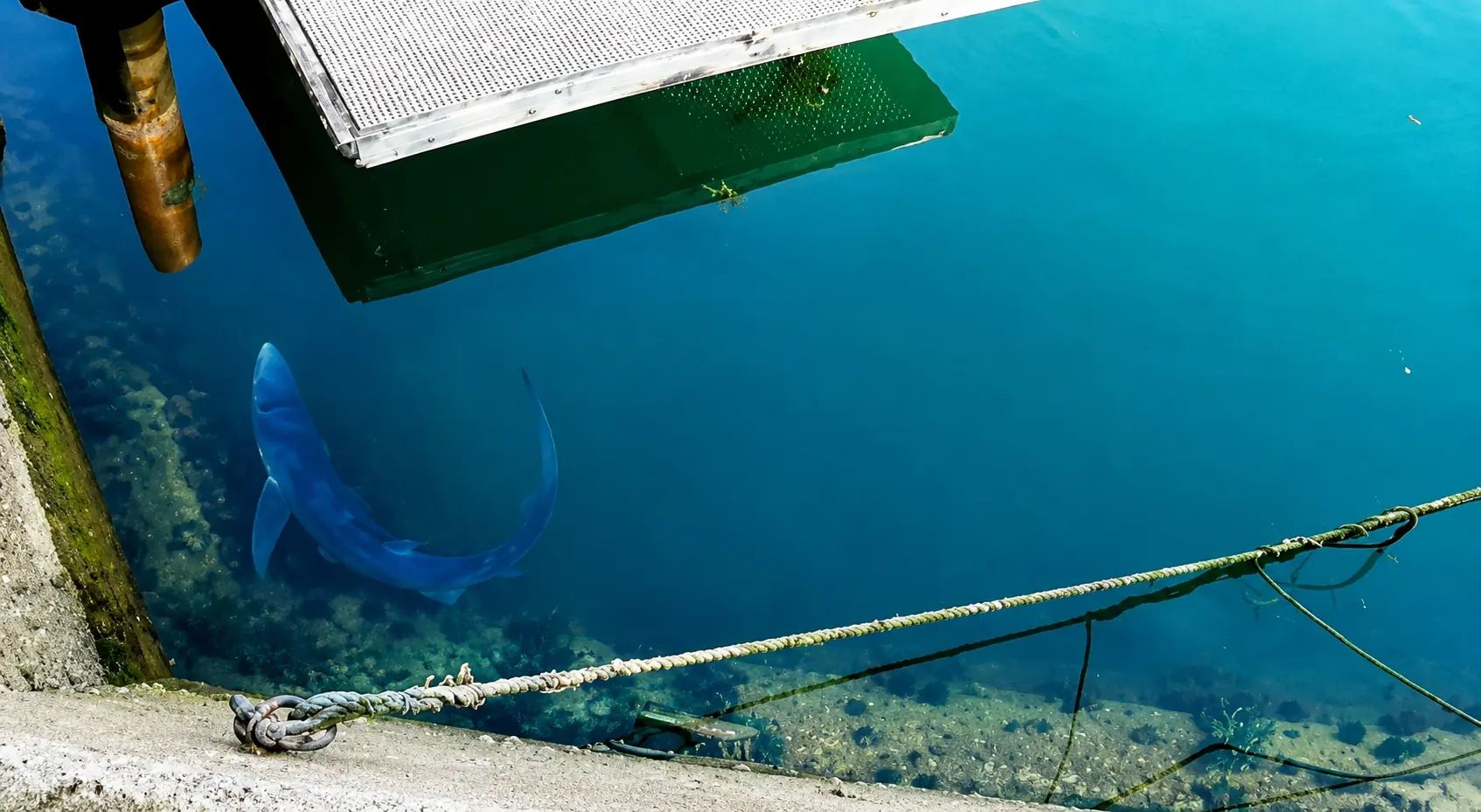 Blauhai schwimmt im Hafen von Weymouth Dorset