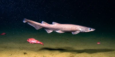 Brauner Katzenhai Apristurus brunneus über dem Tiefseeboden
