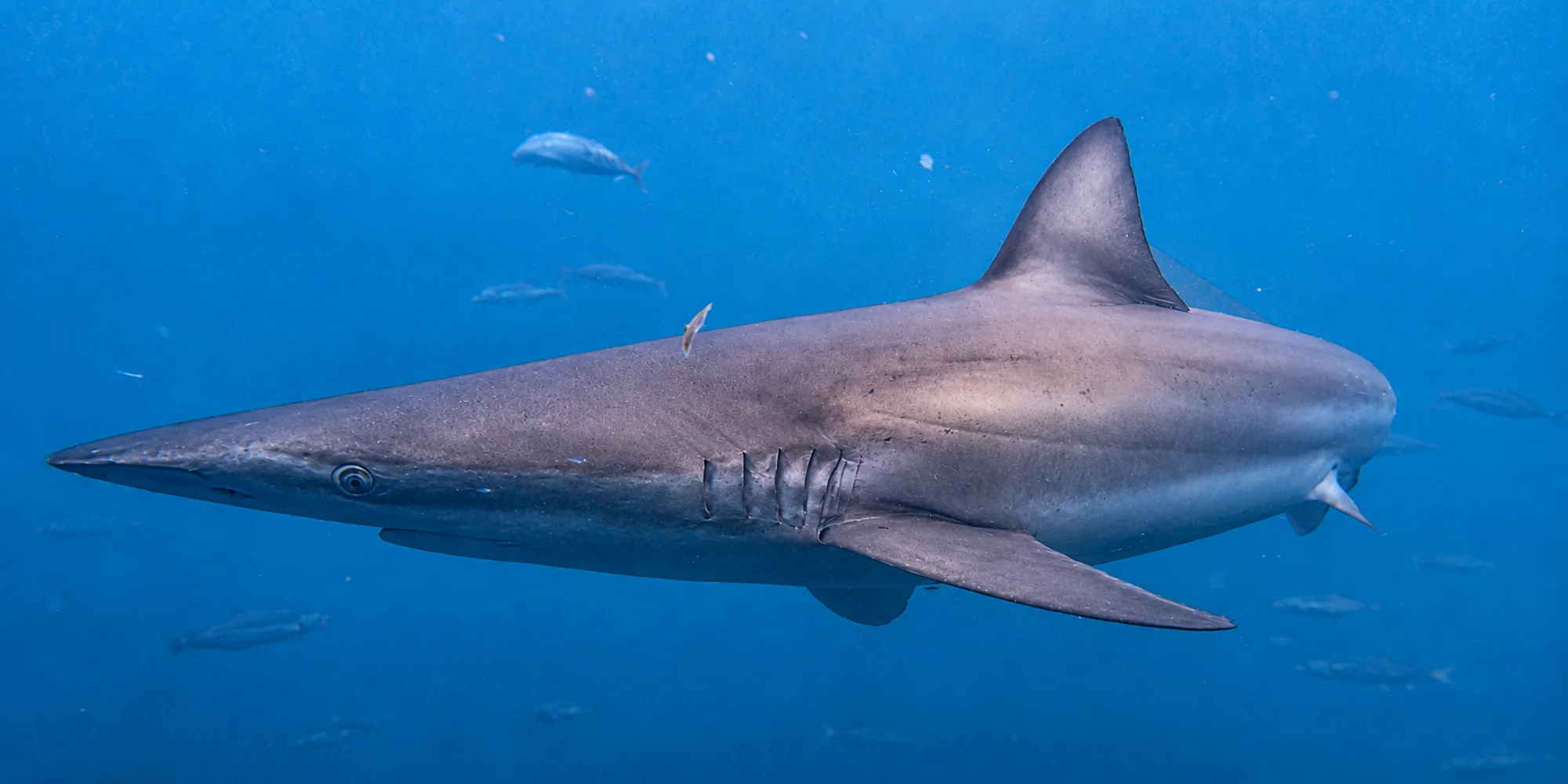 Bronzehai Carcharhinus brachyurus schwimmt im Blauwasser