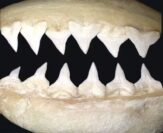 Dentição do tubarão-touro Carcharhinus leucas