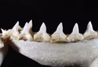 Tubarão-touro Carcharhinus leucas maxilar inferior