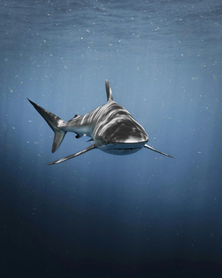 Bullenhai Carcharhinus leucas im Blauwasser Florida Bullenhai carcharhinus leucas im blauwasser florida