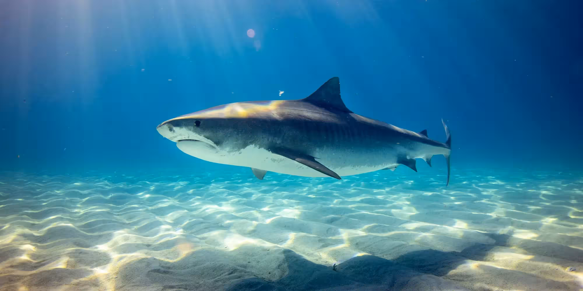 Bullenhai carcharhinus leucas in flachem wasser über sandfläche
