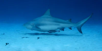 Bullenhai Carcharhinus leucas schwimmt in Playa del Carmen über Sand