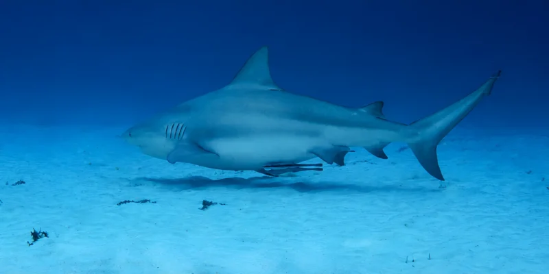 Bullenhai Carcharhinus leucas schwimmt in Playa del Carmen über Sand