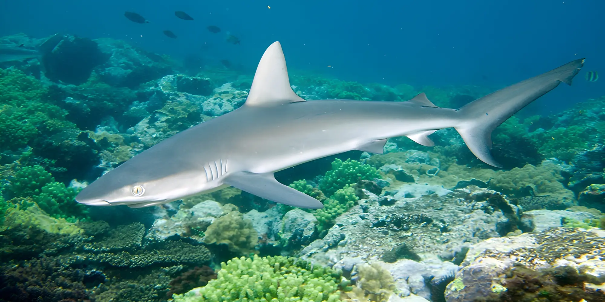 Großer Schwarzspitzenhai Carcharhinus brevipinna
