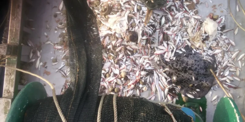 Fang mit Rochen als Beifang auf einem Fischerboot