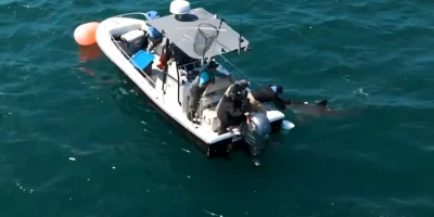 Forscher tagt weißen Hai mit Pistole and der Rückenflosse vom Boot aus