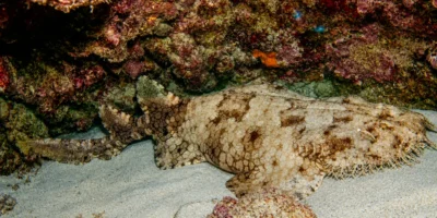 Fransenteppichhai Eucrossorhinus dasypogon liegt im Sand unter einem Felsen